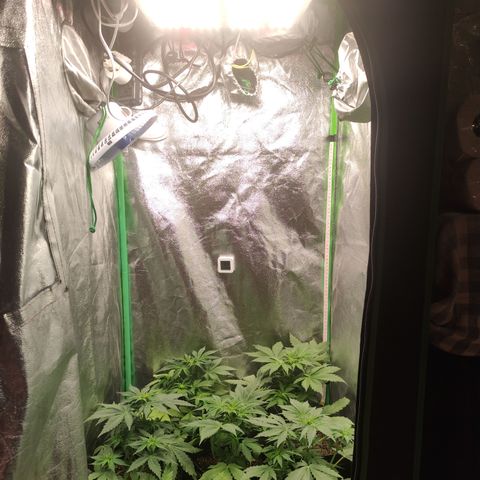 Lemon Haze XXL Auto growlog timeline photo