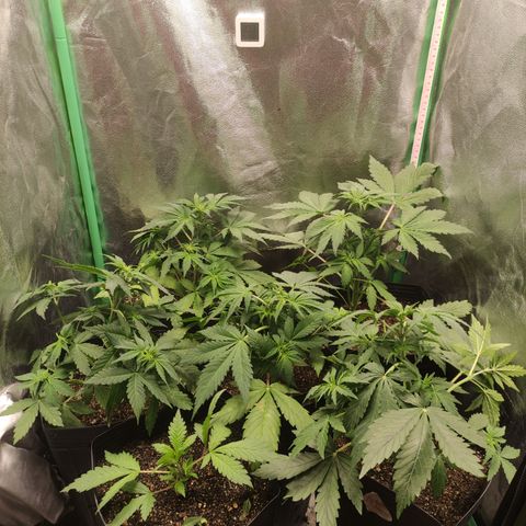 Lemon Haze XXL Auto growlog timeline photo