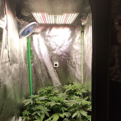 Lemon Haze XXL Auto growlog timeline photo