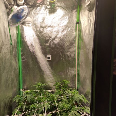 Lemon Haze XXL Auto growlog timeline photo