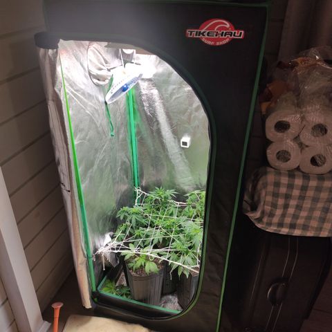 Lemon Haze XXL Auto growlog timeline photo