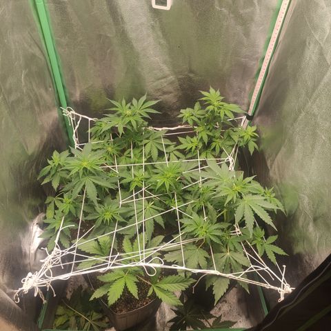 Lemon Haze XXL Auto growlog timeline photo