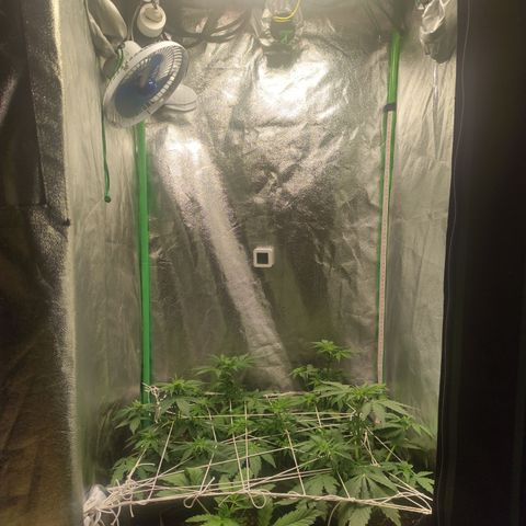 Lemon Haze XXL Auto growlog timeline photo
