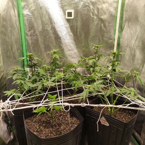 Lemon Haze XXL Auto growlog timeline photo