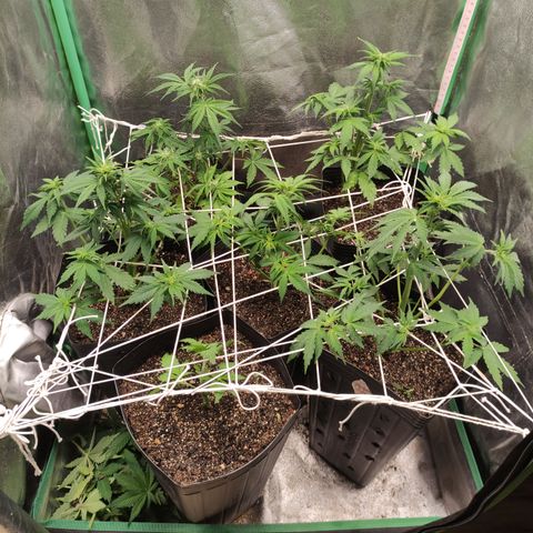 Lemon Haze XXL Auto growlog timeline photo