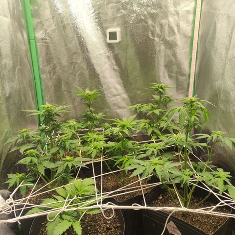 Lemon Haze XXL Auto growlog timeline photo