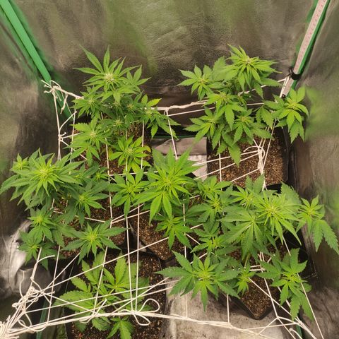 Lemon Haze XXL Auto growlog timeline photo