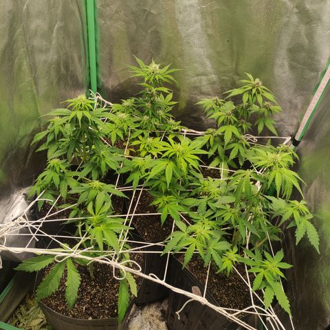 Lemon Haze XXL Auto growlog timeline photo