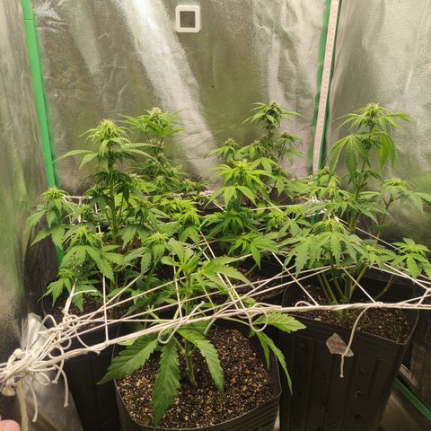 Lemon Haze XXL Auto growlog timeline photo