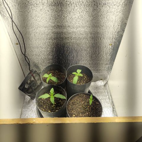 Royal Cookies  growlog timeline photo