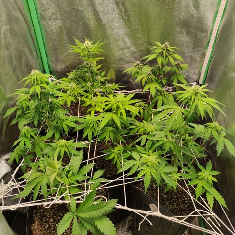 Lemon Haze XXL Auto growlog timeline photo