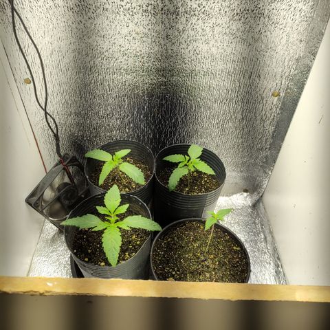 Royal Cookies  growlog timeline photo