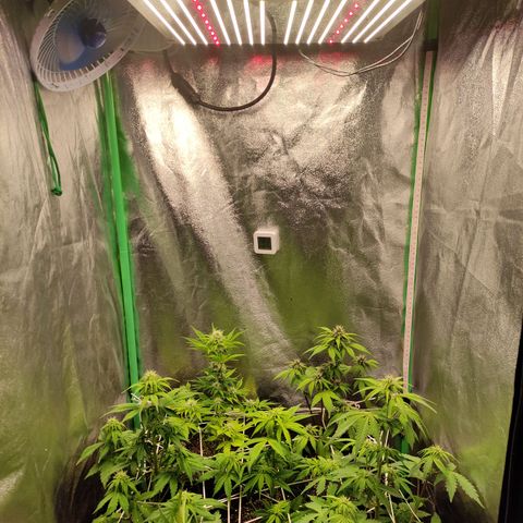Lemon Haze XXL Auto growlog timeline photo