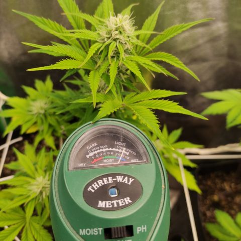 Lemon Haze XXL Auto growlog timeline photo