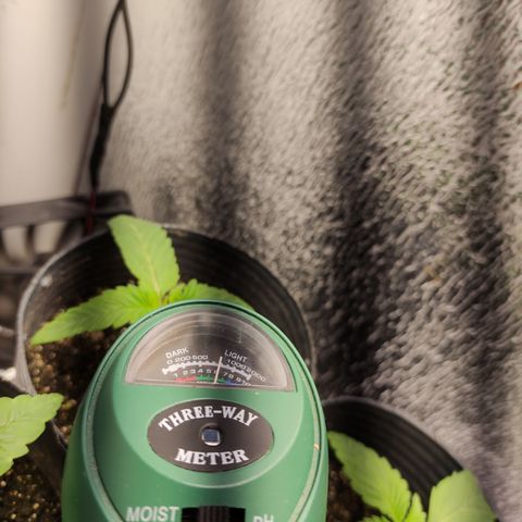 Royal Cookies  growlog timeline photo
