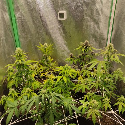 Lemon Haze XXL Auto growlog timeline photo