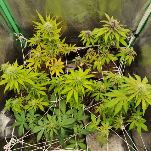 Lemon Haze XXL Auto growlog timeline photo