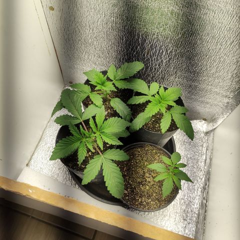Royal Cookies  growlog timeline photo