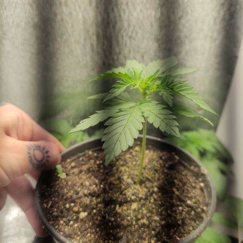 Red Critical Auto growlog timeline photo