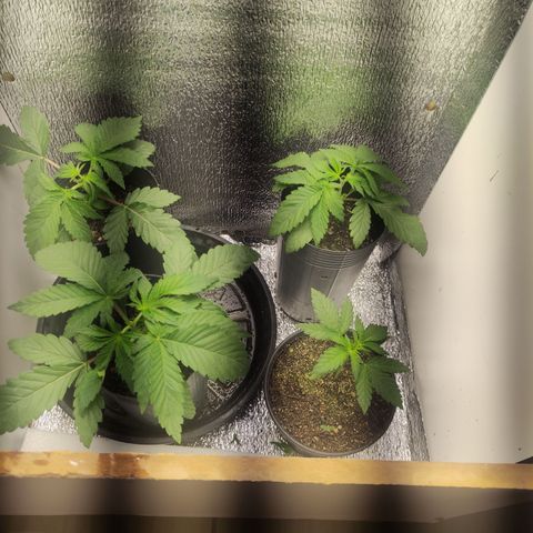 Lemon Haze XXL Auto growlog timeline photo