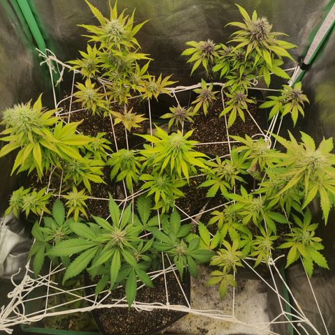 Lemon Haze XXL Auto growlog timeline photo