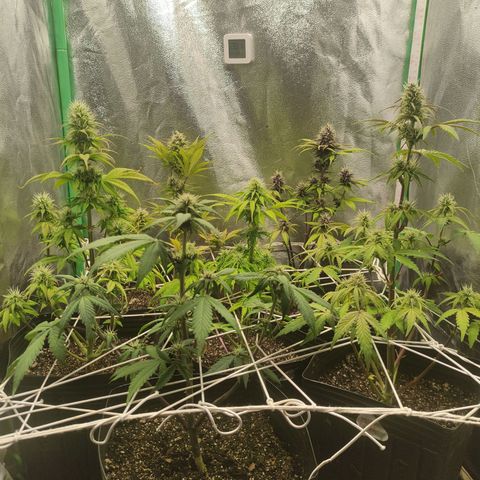 Lemon Haze XXL Auto growlog timeline photo