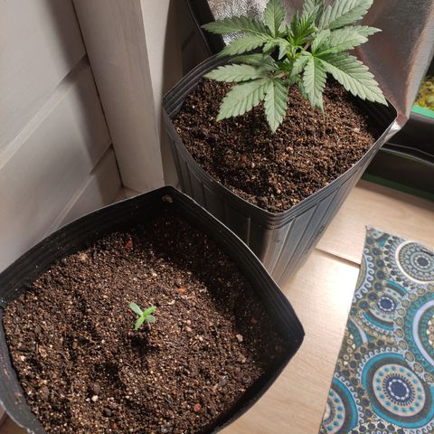 Royal Cookies  growlog photo: Transplante 