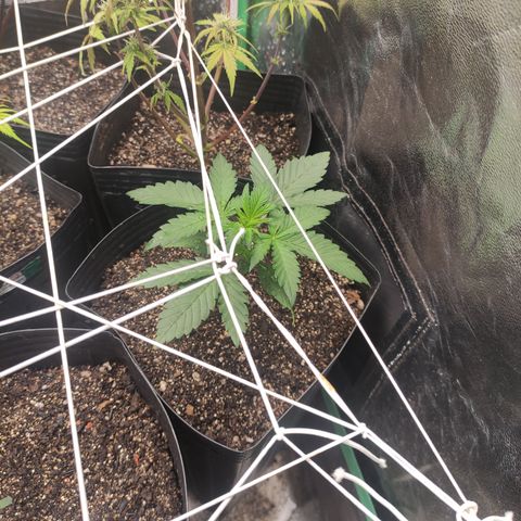Royal Cookies  growlog timeline photo