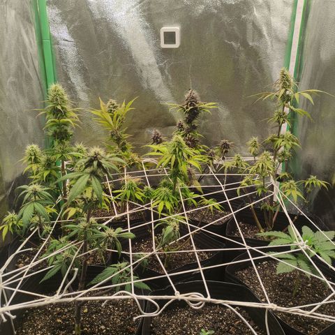 Lemon Haze XXL Auto growlog timeline photo
