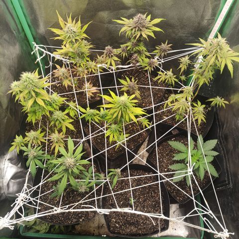 Lemon Haze XXL Auto growlog timeline photo