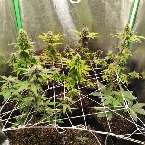 Lemon Haze XXL Auto growlog timeline photo