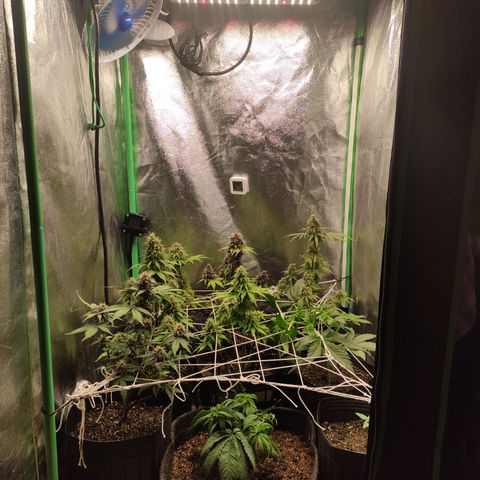 Lemon Haze XXL Auto growlog timeline photo