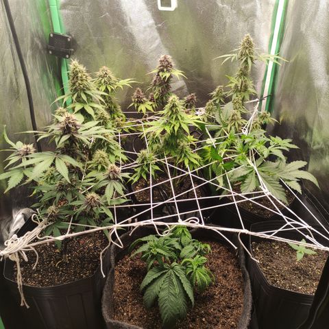 Lemon Haze XXL Auto growlog timeline photo