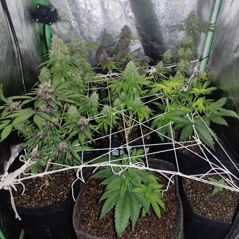 Lemon Haze XXL Auto growlog timeline photo