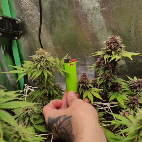 Lemon Haze XXL Auto growlog timeline photo