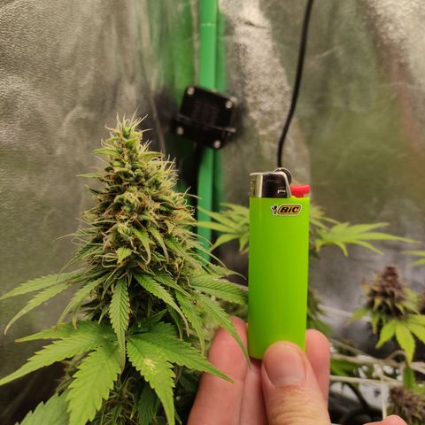 Lemon Haze XXL Auto growlog timeline photo