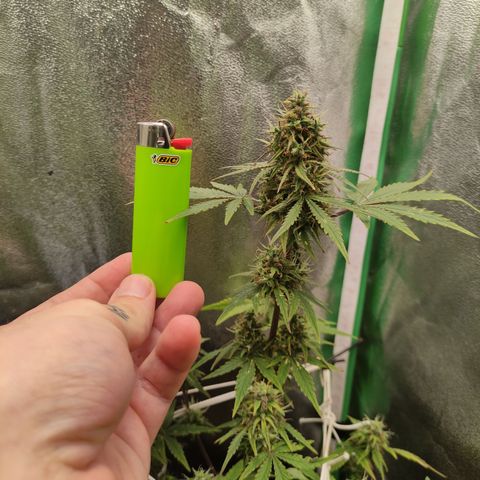 Lemon Haze XXL Auto growlog timeline photo
