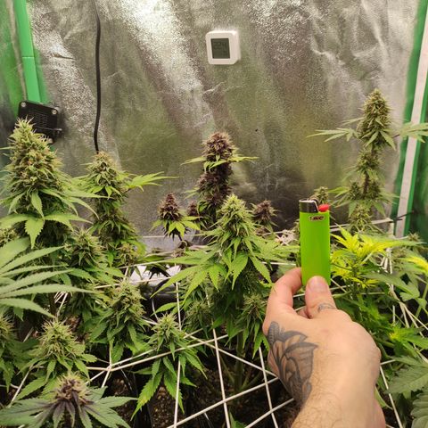 Lemon Haze XXL Auto growlog timeline photo