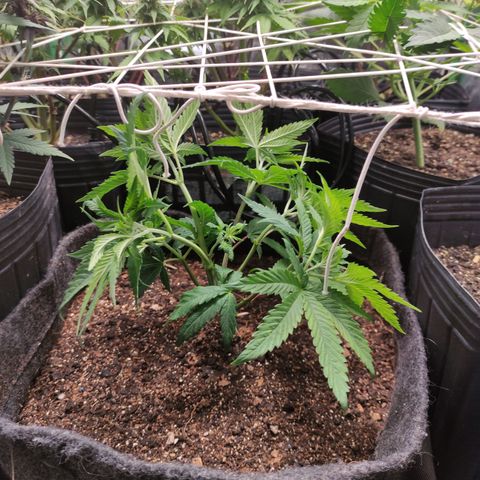 Royal Cookies  growlog timeline photo