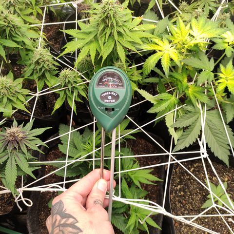 Royal Cookies  growlog timeline photo