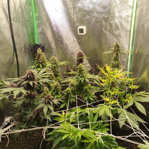 Lemon Haze XXL Auto growlog timeline photo
