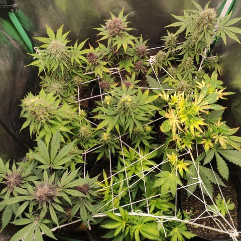 Lemon Haze XXL Auto growlog timeline photo