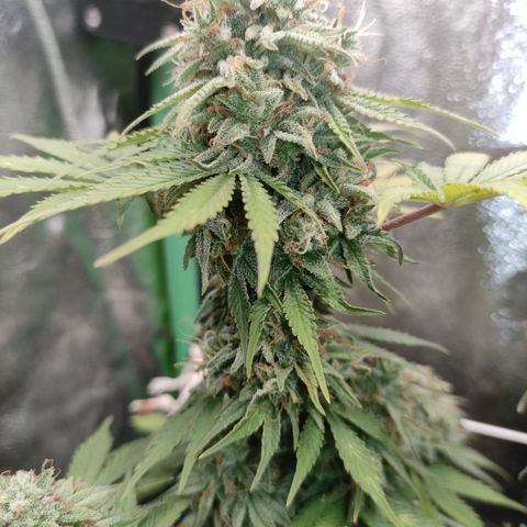 Lemon Haze XXL Auto growlog photo: Harvest time!