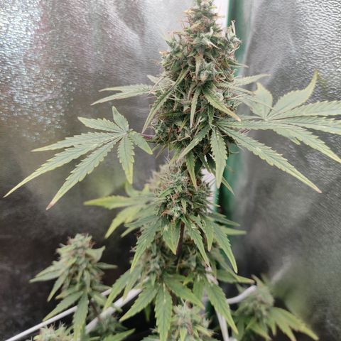Lemon Haze XXL Auto growlog photo: Harvest time!