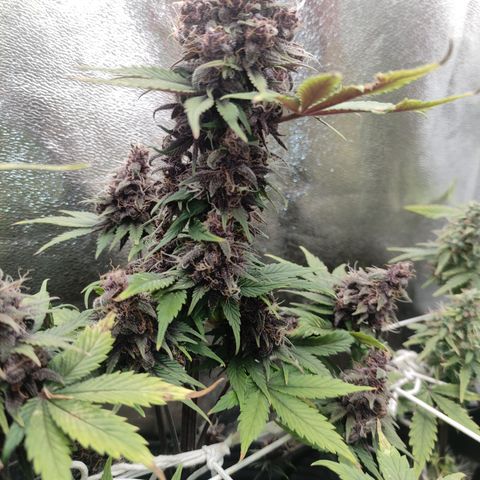 Lemon Haze XXL Auto growlog photo: Harvest time!