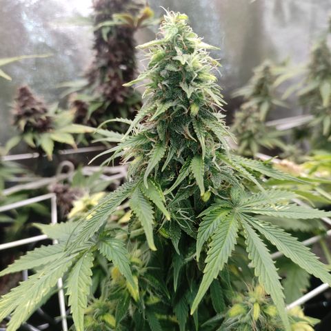 Lemon Haze XXL Auto growlog photo: Harvest time!