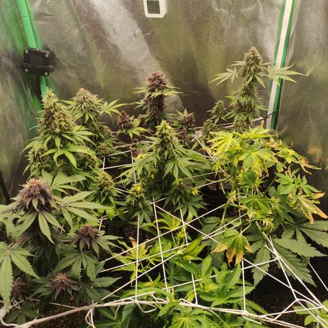 Lemon Haze XXL Auto growlog photo: Harvest time!