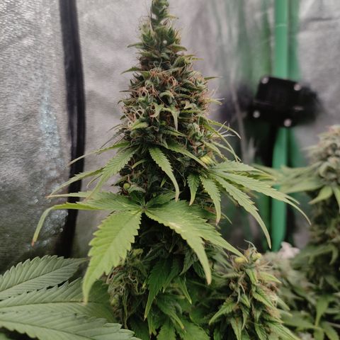 Lemon Haze XXL Auto growlog photo: Harvest time!