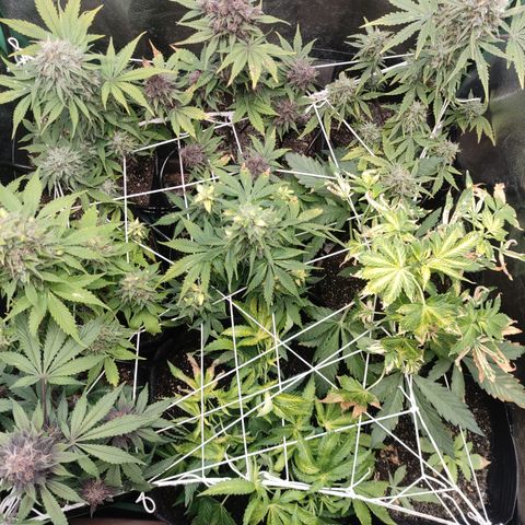 Lemon Haze XXL Auto growlog photo: Harvest time!
