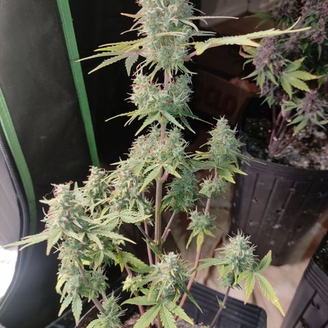 AK XXL Auto growlog timeline photo